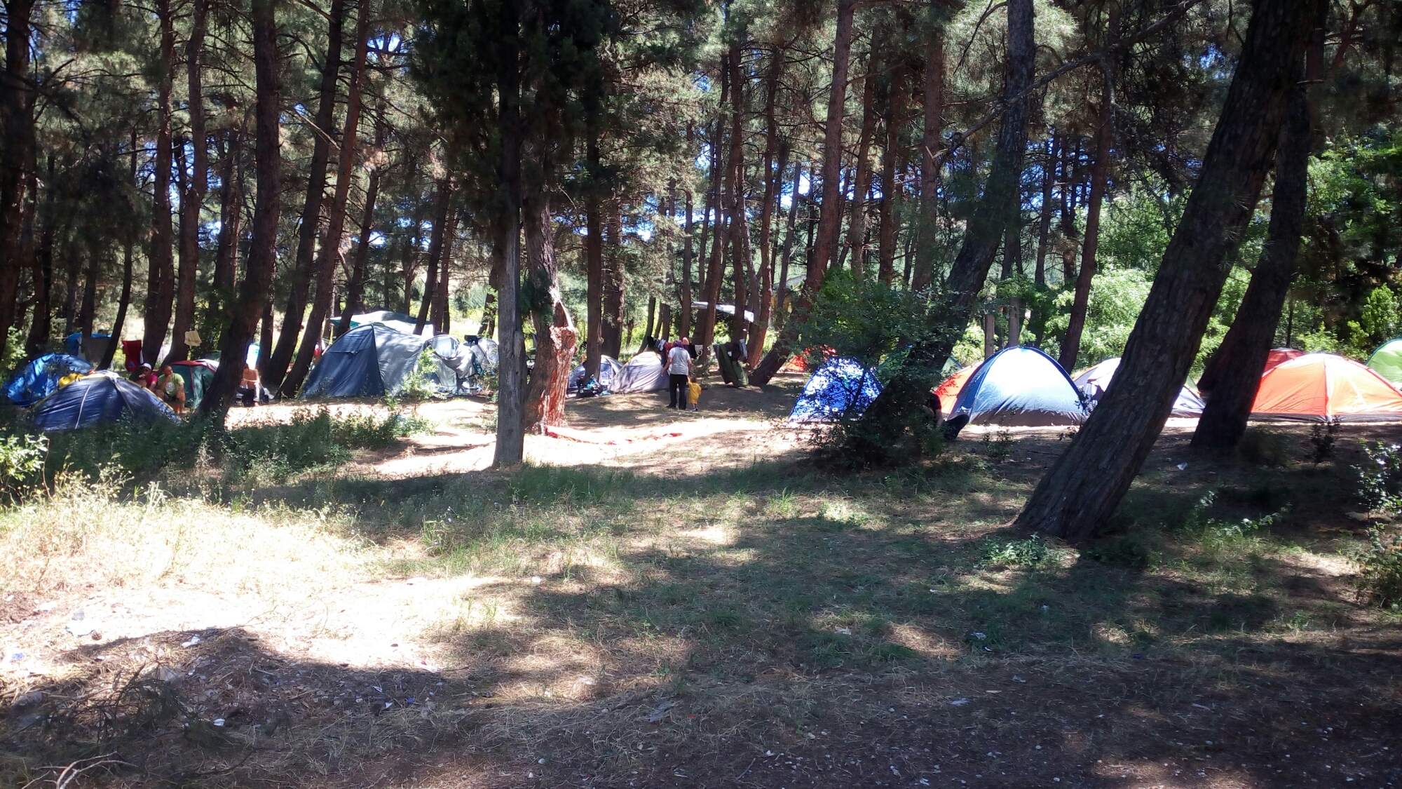 hara-forest image